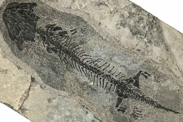 Early Permian Reptiliomorph (Discosauriscus) - Czech Republic #316652
